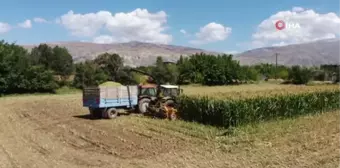 Erzincan haberleri: Silajlık mısır hasadı Erzincan'da başladı