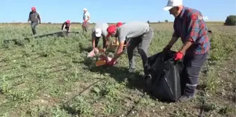 İlk hasat sevinci... Yağlık ayçiçeği ve tıbbi aromatik bitkilerde hasat dönemi başladı