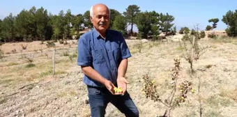 Alıç bahçesini traktörle sürüp tahrip ettiler