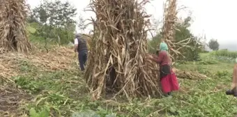 Karadeniz kadınının tarladan sofraya 'mısır unu' mesaisi