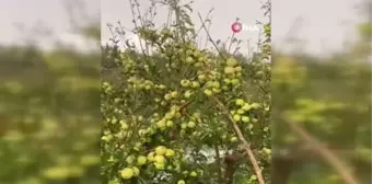 Niğde haberleri... Niğde'de dolu yağışı elmalara zarar verdi