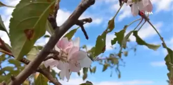 Elma ağacı, eylül ayında çiçek açtı