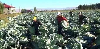 Muş ekonomi haberi... Muş'ta lahana hasadına başlandı