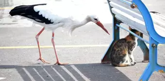 Balık çalarken görüntülenen leyleğin, kedilerle mücadelesi