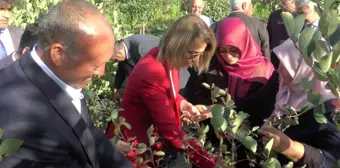 Nevşehir genel haberleri: Nevşehir'de süper meyve 'Aronya' hasadı yapıldı