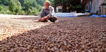 Tokat haber... Erbaa fındık randımanıyla Ordu ile yarışıyor