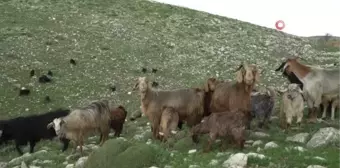 Üretim tamamlandı, göçerler yaylalardan indi