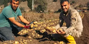 Patateste 40 bin tona yakın rekolte bekleniyor