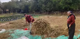 Bu mahallede yetiştirilen susam tahin üreticilerinin gözdesi