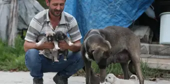 İnşaat ustasının sahiplendiği köpek, yavru kediye de annelik yapıyor