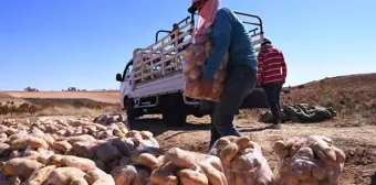 Şam'da Patates Hasadı