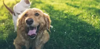 Trabzon'da sahipli köpekler için alınan karara hayvanseverlerden tepki