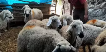 Koca köy diken üstünde! Gece ahıra dalan gizemli yaratık koyunları yedi