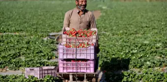 Mısır'da Çilek Hasadı