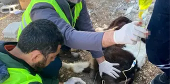 Adıyaman'da enkaz altında kalan 2 buzağı, 13'üncü günde sağ olarak çıkarıldı