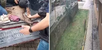 Artvin'de köpeklerin kovaladığı karacayı site sakinleri çarşafla kurtardı! O anlar kamerada