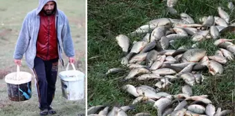 Sağanak sonrası sürüklenmişler! Tarladan kova kova balık toplayıp göle bıraktılar