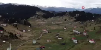 Mor Yayla'nın 'Mavi Yıldız' çiçekleri karların erimesi ile kendini gösterdi