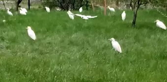 Yolunu şaşıran göçmen kuşları işyeri bahçeye kondu