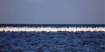 Flamingoların ilk kafilesi Van Gölü'ne geldi