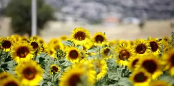 Korkutelili çiftçilere ayçiçeği tohumu dağıtıldı