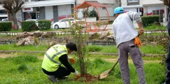 Orta refüjlerdeki bitkiler yeşil alanlara dikiliyor