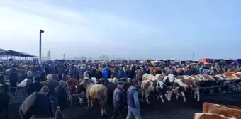 Şap tehlikesiyle kapatılmıştı, açılmasına günler kaldı