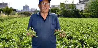 Hatay'da açık alanda yetiştirilen taze fasulye hasadı başladı