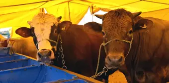 Çorlu'da Kurban Satış Merkezi İçin Kayıtlar Başlıyor