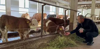 Ordu'da besiciler yeni ahır sistemini benimsedi