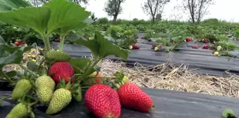 Bu çilek hem daha aromatik hem de daha uzun ömürlü