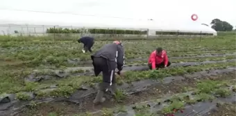 Samsun'da sezonun ilk çileğinin hasadına 19 Mayıs ilçesinde başlandı