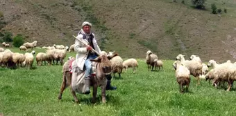 Yerli Çoban Bulamayan Besiciler Afgan Çobanlara Başvuruyor