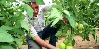 Sakarya Ovası'nda Türkiye'nin domates ihtiyacının yüzde 30'u karşılanacak