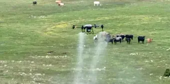 Manisa Büyükşehir Belediyesi, Kırkağaç'ta Çekirge İlaçlaması İçin Dron Kullanıyor