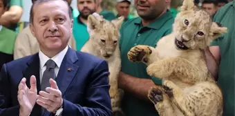 Cumhurbaşkanı Erdoğan'a hediye edilen 4 aslandan biri dördüz doğurdu