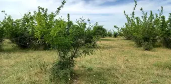 Kırklareli'nde Parçalanmış Ceset Bulundu