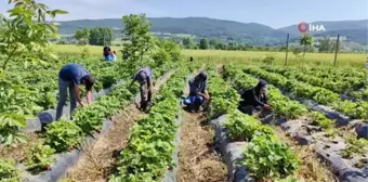 'Kırmızı elmas'ın ilk hasadı yapıldı... 5 ülkeye ihraç edilen çilekten 500 milyon gelir bekleniyor