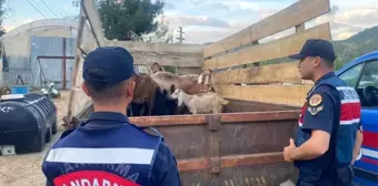 Jandarma, Kaybolan Küçükbaş Hayvanları Buldu