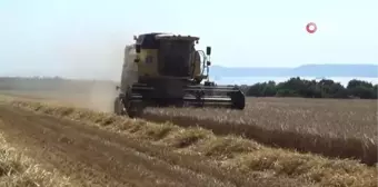 Çanakkale'de Arpa Hasadı Başladı, Rekolte Yüzde 20 Fazla Bekleniyor