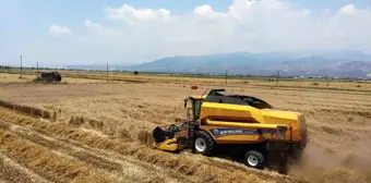 Aydın'da Yağışlar Buğday Hasadını Geciktirdi