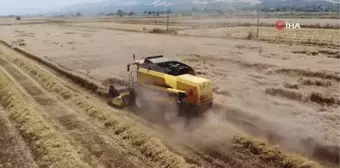 Buğday Üreticileri Hasat İçin Zamanla Yarışıyor