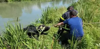 Düzce'de Boğa Melen Çayı'na Düştü