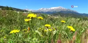 Konya'da besiciler yağışlardan memnun