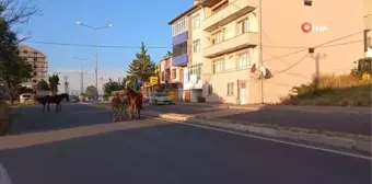 Kırklareli'nde Başıboş Atlar Trafiği Tehlikeye Soktu