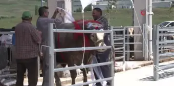 Gölbaşı'nda Kurban Güzellik Yarışması düzenlendi