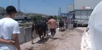 İzmir'de bayramın ilk günü hayvan pazarlarında yoğunluk