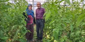 Konya'da Hibe Destekli Sera İşletmesiyle Geçim Sağlayan Çift