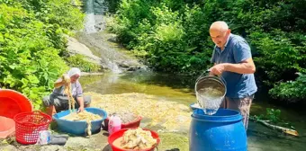 Ordu'nun Çambaşı Yaylası'nda Koyun Yünleri Hazırlanıyor