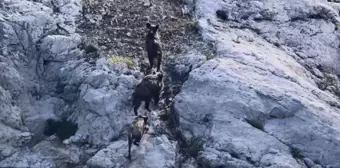 Kütahya'da Domuz Sürüsü Porsuk Barajı'nda Yüzerken Görüntülendi